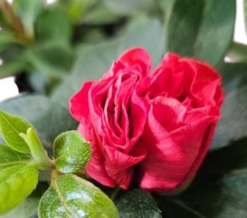 Azalea Guanda Red 125mm