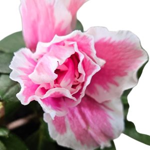 Azalea Inga 125mm