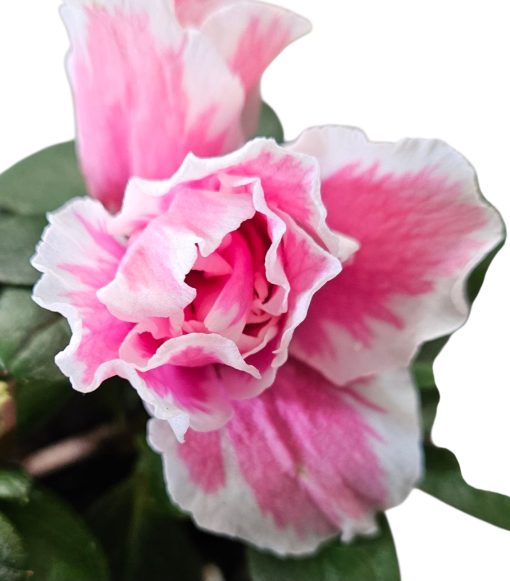 Azalea Inga 125mm