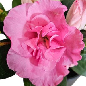 Azalea Luci 125mm