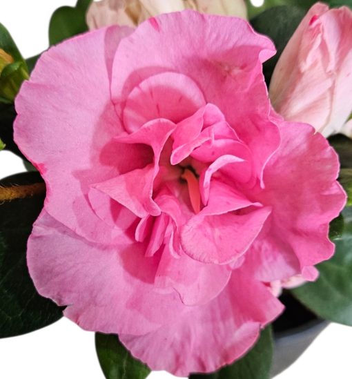 Azalea Luci 125mm