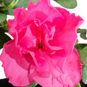 Azalea Charlie 125mm