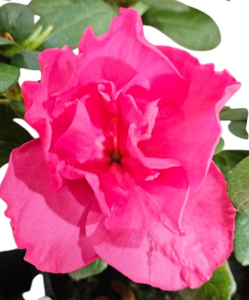 Azalea Charlie 125mm
