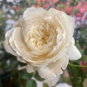 Rose William & Catherine David Austin Bush 200mm