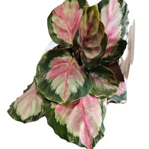 Calathea White cloud 13cm