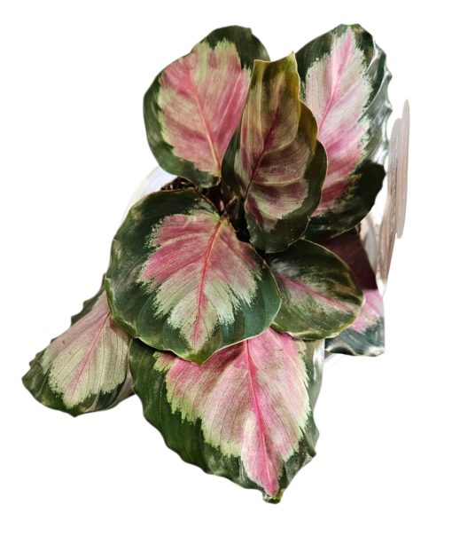 Calathea White cloud 13cm
