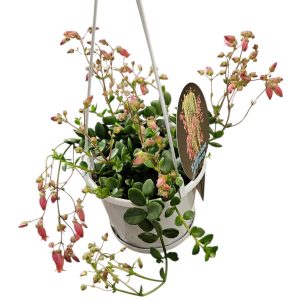 Kalanchoe Uniflora 130cm Basket