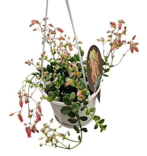 Kalanchoe Uniflora 130cm Basket