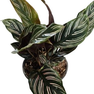 Calathea Ornata 130mm