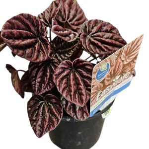 Peperomia Caperata Red Luna 130mm