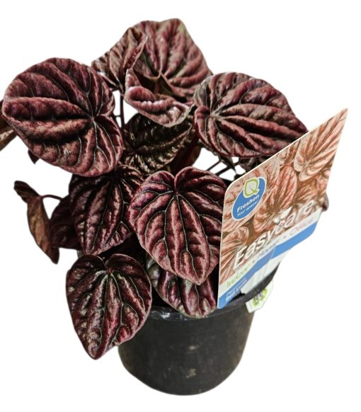 Peperomia Caperata Red Luna 130mm