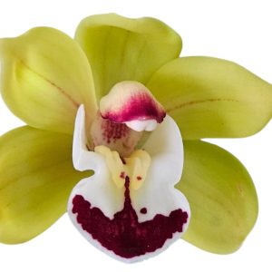 Orchid Cymbidiums Dolores Hoyt "Tom Thumb" 3 stems