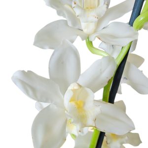 orchid Cymbidiums Dural Snow "Purity" 1 stem