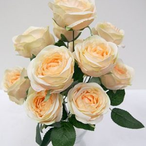 Rose Bush Champagne