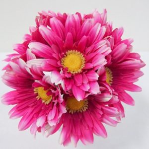 Gerbera Bundle Pink