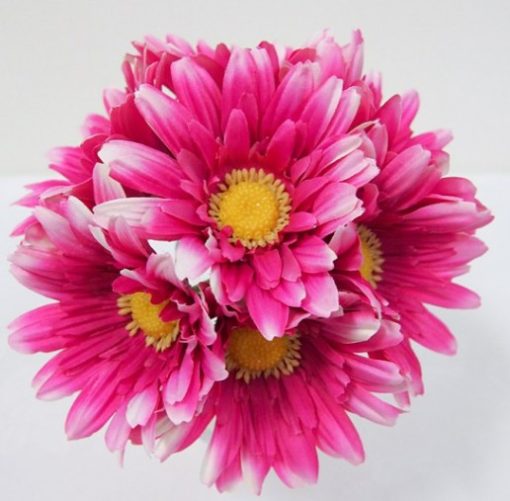 Gerbera Bundle Pink