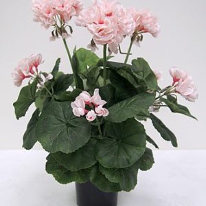 Geranium Pink In Pot 110mm
