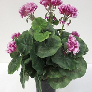 Geranium Magenta In Pot 110mm
