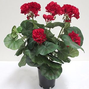 Geranium Red In Pot 110mm