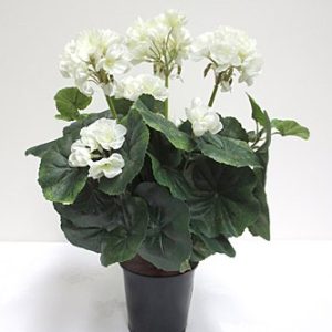 Geranium White In Pot 110mm