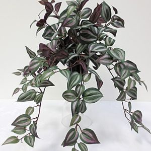 Wandering Jew In Pot 110mm