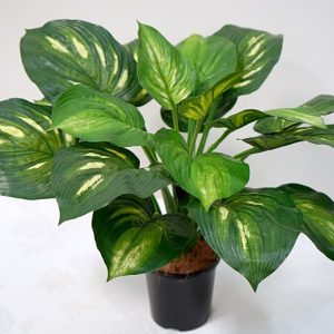 Hosta Bush Green White In Pot 130mm