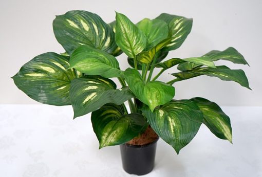 Hosta Bush Green White In Pot 130mm