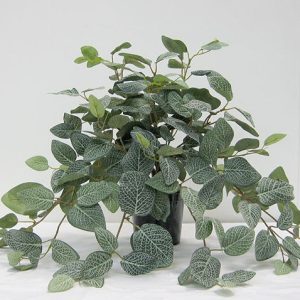 Fittonia Hanging Bush Med
