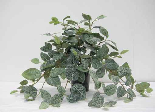 Fittonia Hanging Bush Med