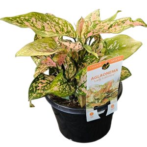 Aglaonema Lady Valentine 180mm