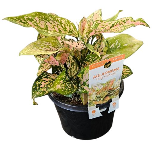 Aglaonema Lady Valentine 180mm