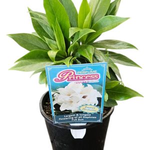 Daphne Perfume Princess White 140mm