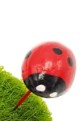 Ladybird Red Pin Mini