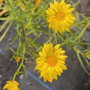 Xerochrysum viscosum Sticky Everlasting Daisy 200mm