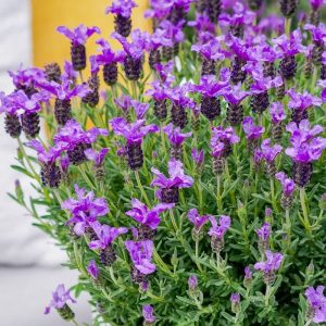 Lavender The King 140mm