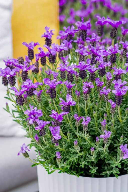 Lavender The King 140mm