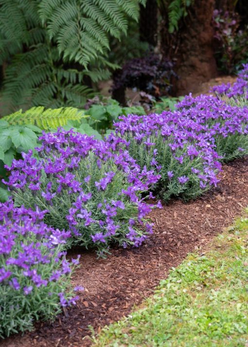 Lavender The King 140mm