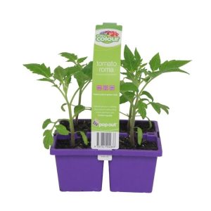 EASY COLOUR TOMATO ROMA