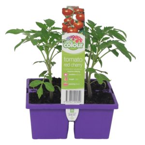 Easy Colour Tomato Red Cherry 4 Cell