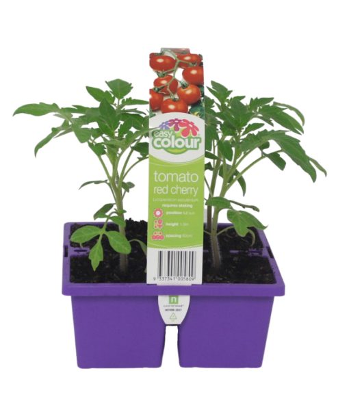 Easy Colour Tomato Red Cherry 4 Cell