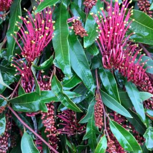 GREVILLEA ROYAL MANTLE 200MM