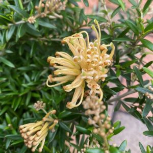 Grevillea carpet queen 200mm