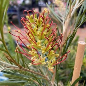 Grevillea Outback Sunrise 140 mm