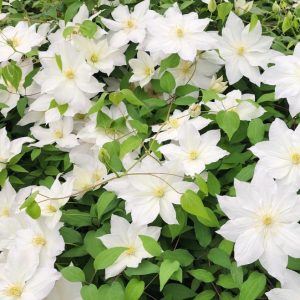 Clematis Shirotaka 200mm
