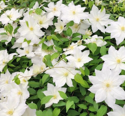 Clematis Shirotaka 200mm
