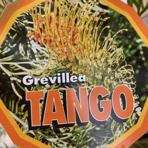 GREVILLEA TANGO GRAFTED 200MM