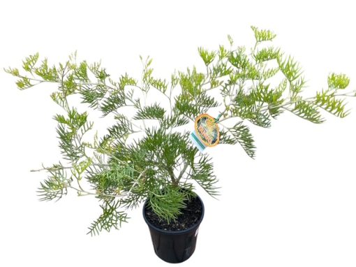 GREVILLEA TANGO GRAFTED 200MM