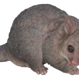 Brushtail Possum