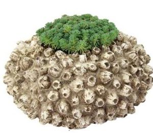 Barnacle Planter