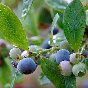 Blueberry Sunshine blue 250mm